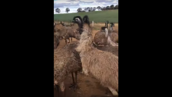 Trouble-Making Emus Steal Keys From Worker - Sputnik International