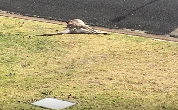 Photos: Australian Drivers Intentionally Run Over 20 Kangaroos in ‘Senseless Slaughter’ - Sputnik International