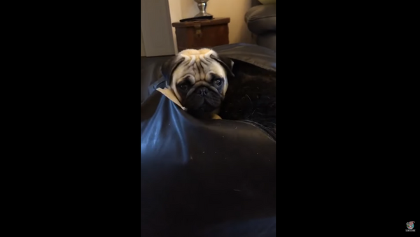 Mischievous Pug Gets Stuck in Bean Bag - Sputnik International
