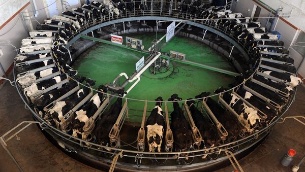 Holstein-Friesian breed cows are seen inside the rotary at the Bhagyalaxmi Dairy Farm located northeast of the Indian city of Pune on January 12, 2012 - Sputnik International