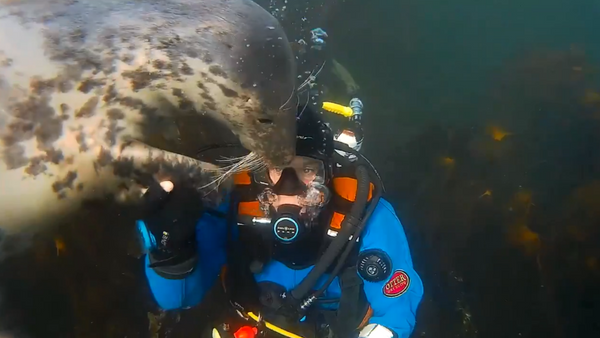 Cuddly Seal Accidentally Knocks Off Diver’s Mouthpiece - Sputnik International