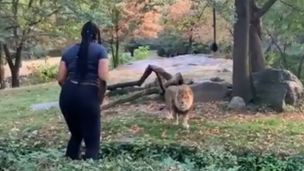 Unidentified New York woman jumps into Bronx Zoo enclosure and taunts lion. An investigation into the matter is underway by both zoo officials and law enforcement officials. - Sputnik International