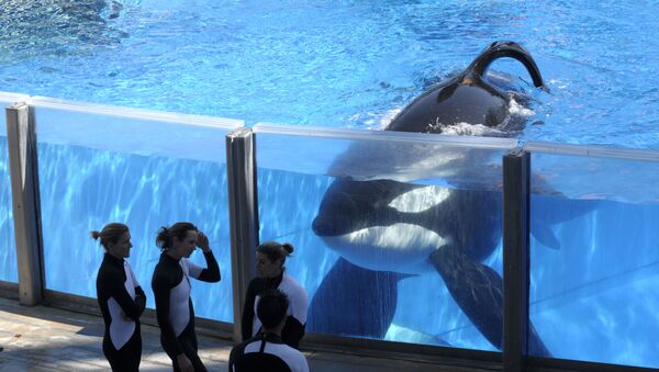 In this Monday, March 7, 2011, file photo, killer whale Tilikum, right, watches as SeaWorld Orlando trainers take a break during a training session at the theme park's Shamu Stadium in Orlando, Fla. SeaWorld is ending its practice of killer whale breeding following years of controversy over keeping orcas in captivity.  - Sputnik International