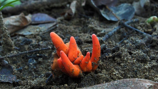 Image snapped by photographer Ray Palmer captures the first recorded instance of the deadly Poison Fire Coral fungus in Australia - Sputnik International