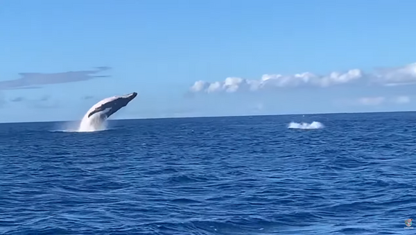Mother Whale, Calf Show Off Breaching Techniques - Sputnik International