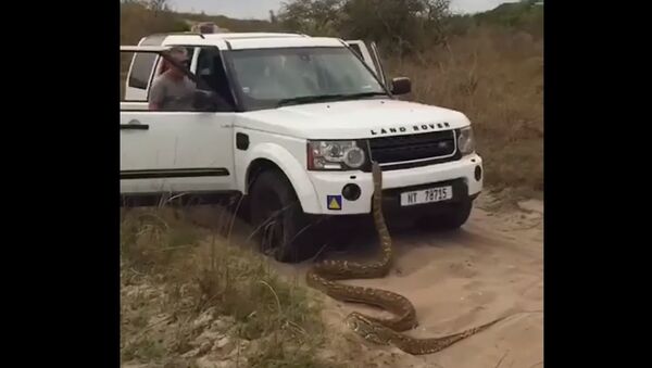 Huge African Rock Python Slides Onto Car in Mozambique - Sputnik International