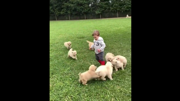 Golden Retriever puppies chase a boy - Sputnik International