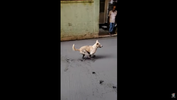 Naughty Dog Destroys Worker’s Efforts, Runs Through Wet Cement - Sputnik International