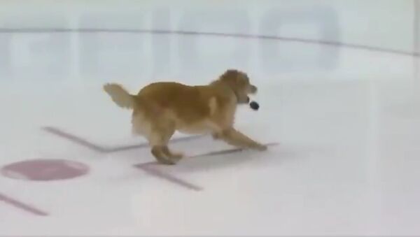 Golden retriever playing fetch on ice before the game - Sputnik International