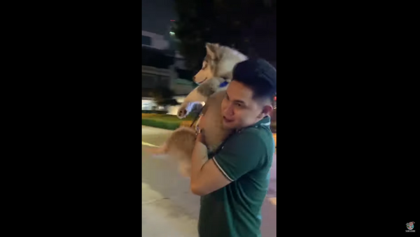 Adorable Husky Fears Crosswalk, Forces Owner to Carry Him - Sputnik International