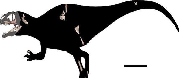 The newly-discovered giant reptile is four times the length of another formidable Jurassic-era raptor - the velociraptor. The newly-discovered giant reptile is four times the length of another formidable Jurassic-era raptor - the velociraptor. - Sputnik International