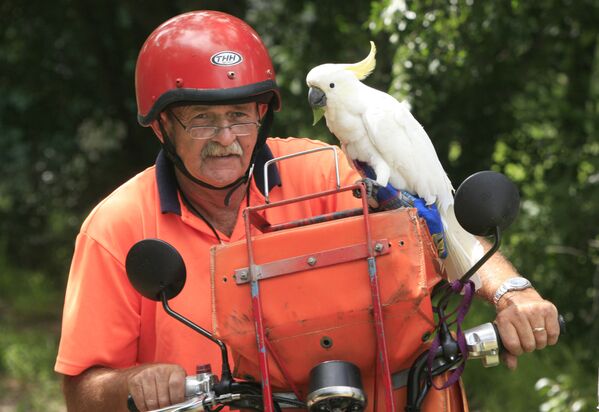 Australia postman George Johnstone pauses for a quiet moment with his two-year-old pet Cockatoo Bob as he delivers the mail in the Hunter Valley town of Aberdeen, in New South Wales, 03 January 2008. - Sputnik International