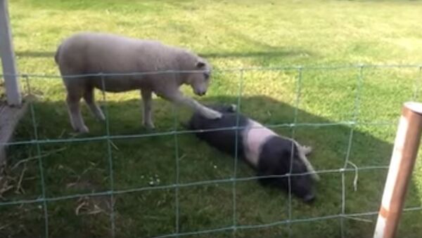 English Lamb Wants Pig Friend to Play NOW - Sputnik International