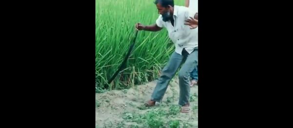 I’ve never seen such HUGE SNAKE ! - Sputnik International