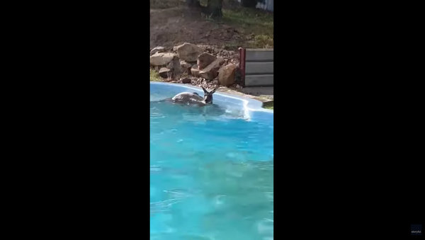 Kangaroo Jumps Into Backyard Pool, Goes for Refreshing Swim - Sputnik International