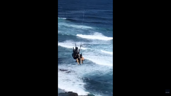 Aussie Dog Goes Paragliding Across Sydney Beach - Sputnik International
