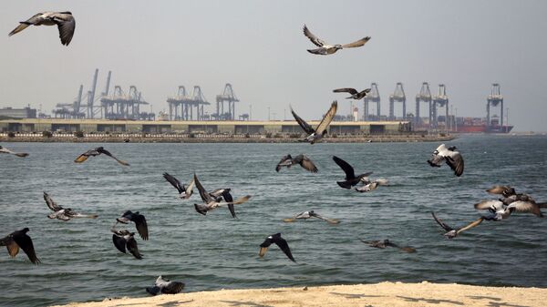 Seagulls fly near the Red Sea port city of Jeddah, Saudi Arabia, on 11 October 2019. Iranian officials say two missiles struck an Iranian tanker travelling through the Red Sea off the coast of Saudi Arabia. - Sputnik International