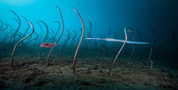The garden of eels by David Doubilet, Under Water, 2019 Wildlife Photographer of the Year - Sputnik International