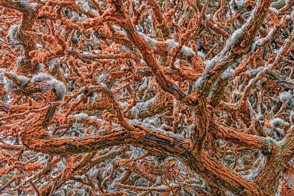 Снимок Tapestry of life by Zorica Kovacevic, Plants and Fungi, 2019 Wildlife Photographer of the Year - Sputnik International