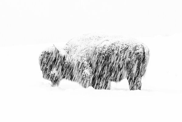 Snow exposure by Max Waugh, Black and White, 2019 Wildlife Photographer of the Year - Sputnik International