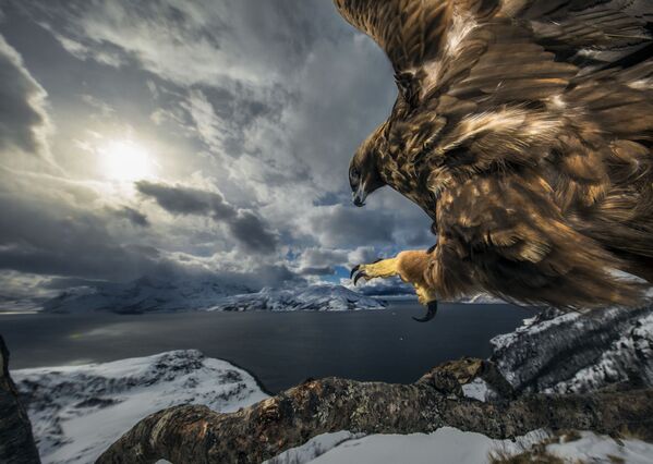 Land of the eagle by Audun Rikardsen, Behaviour: Birds, 2019 Wildlife Photographer of the Year - Sputnik International