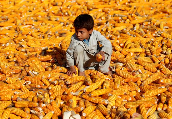An Afghan boy sits on corn cobs after harvest in a field in Nangarhar province, Afghanistan October 15, 2019.  - Sputnik International