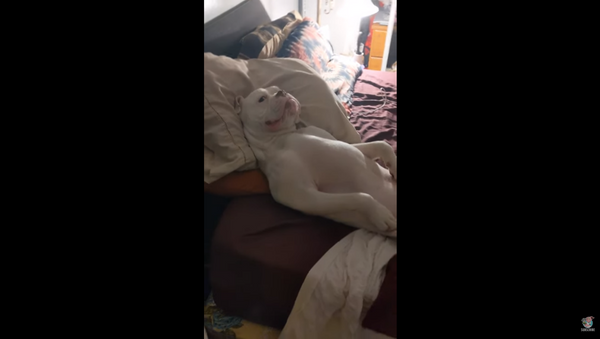 Silly Dog Refuses to Give Owner His Bed Back - Sputnik International