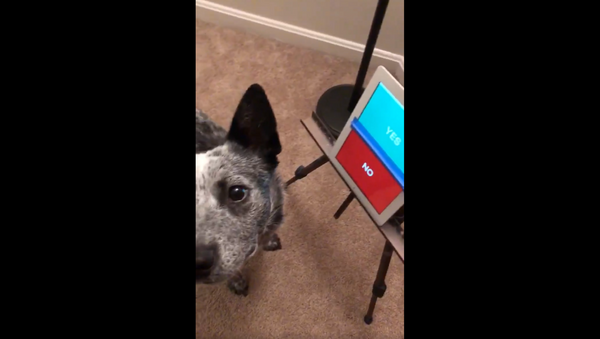 ‘You Have a Voice’: Training Service Dog Uses App to Say Yes, No - Sputnik International
