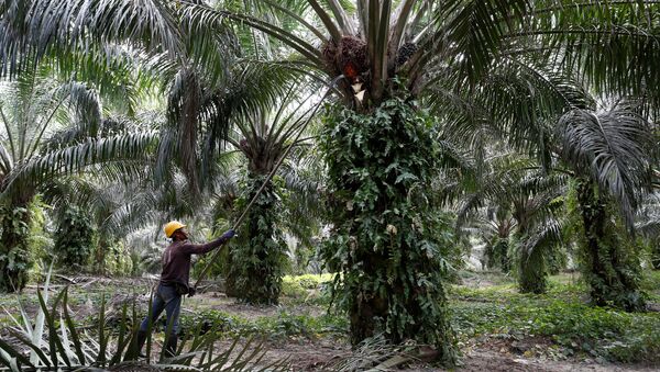 A worker collects palm oil fruits at a plantation in Bahau, Negeri Sembilan, Malaysia January 30, 2019 - Sputnik International