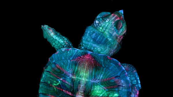 Снимок Fluorescent turtle embryo американских фотографов Teresa Zgoda & Teresa Kugler, ставший победителем в фотоконкурсе Nikon Small World 2019 - Sputnik International