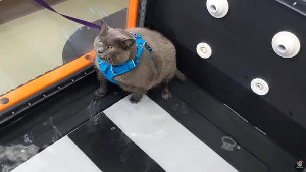 Unfit Kitty Refuses to Hit the Gym - Sputnik International