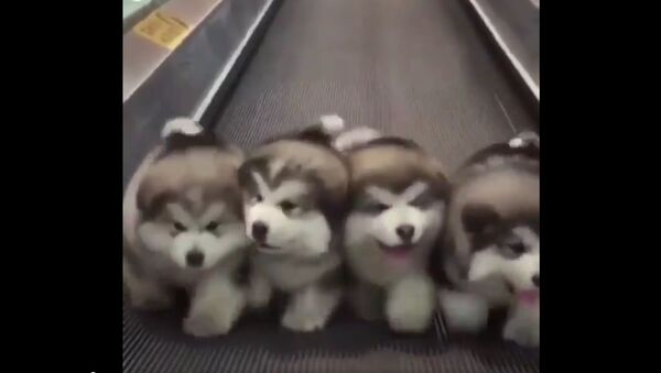 Jogging TIME - Sputnik International