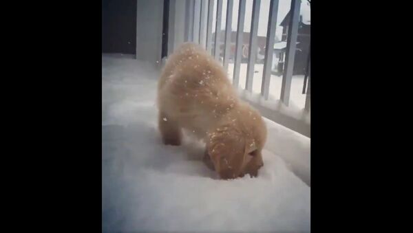 This pupper discovers his snow..a first - Sputnik International