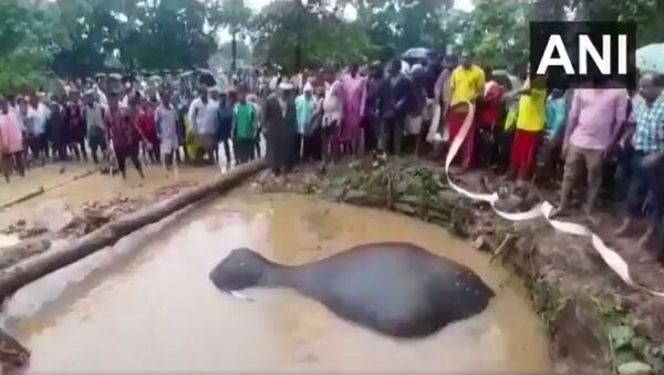 Odisha: Forest officials & locals rescue an elephant which had fallen into a well, near Birtula village of Sundargarh district - Sputnik International