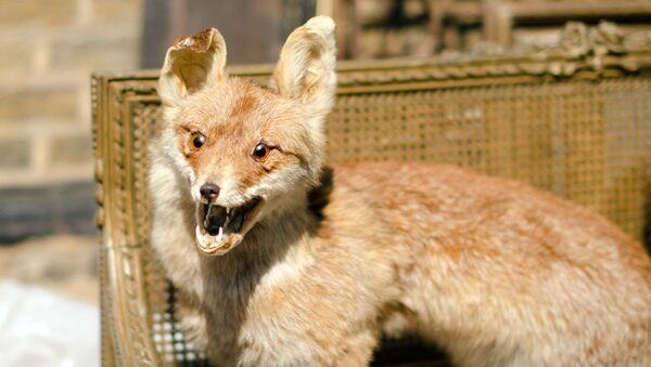 Taxidermy fox - Sputnik International