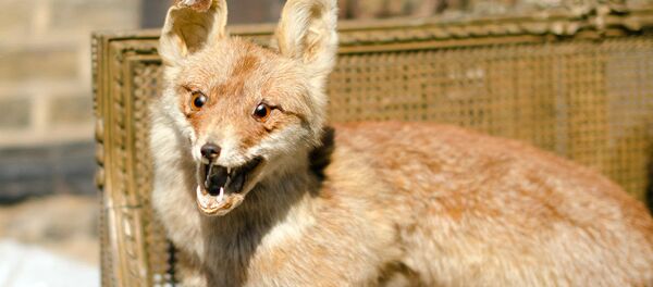 Taxidermy fox - Sputnik International