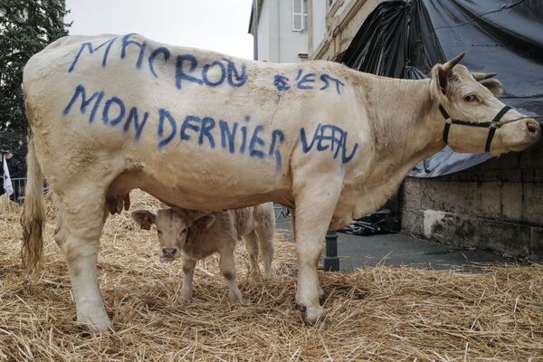 A cow with Macron, it is my last calf spray-painted on its flank stands in front of the Haute-Saone Prefecture in Vesoul, eastern France, on October 22, 2019 during a demonstration organised by the Young Farmers (JA) and the Federation of Farmers' Unions (FNSEA) to protest against international trade agreements, unfair competition and agribashing. - Sputnik International