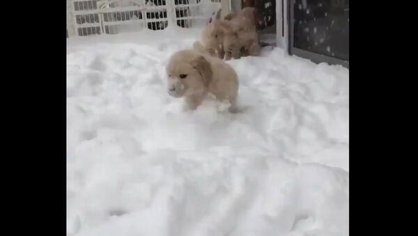 Golden Retriever Puppies playing in the Snow - Sputnik International