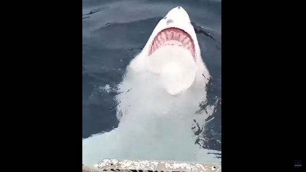 Shark Shows Off Belly During Aussie Charter Tour - Sputnik International