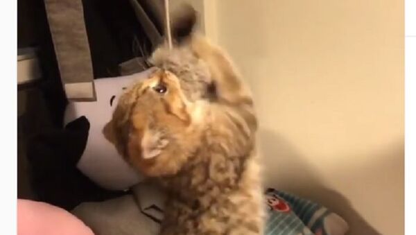 Playing kitten - Sputnik International