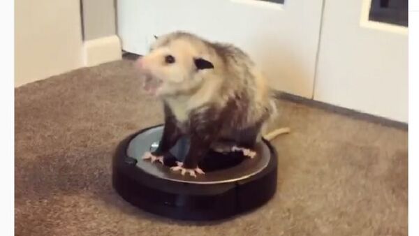 Opossum rides a vacuum cleaner - Sputnik International