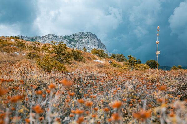 Agronomists Find Ways to Produce Olive Oil in Crimea Agronomists Find Ways to Produce Olive Oil in Crimea - Sputnik International