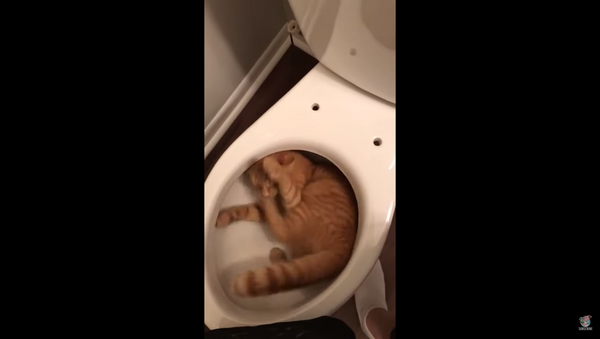 Orange Tabby Cat Uses Empty Toilet as New Play Area - Sputnik International
