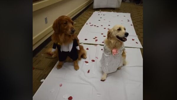 Two golden retriever puppies getting married at a hospital in Mansfield, Texas - Sputnik International