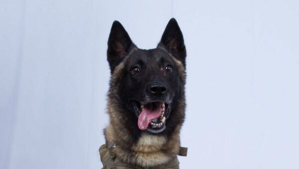 k9 dog that was presumably injured during the al-Baghdadi raid - Sputnik International