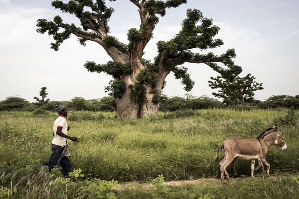 A man walks past a baobab tree with his donkeys on the outskirts of Bandia forest on September 25, 2019. - Sputnik International