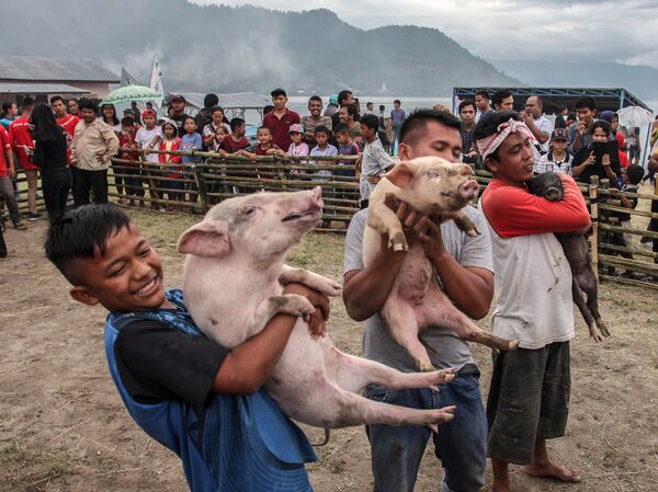 This picture taken on October 25, 2019 shows Indonesians taking part in a pig catching contest during the Pig and Pork Lake Toba Festival in Muara, located near Lake Toba, a popular crater lake in Sumatra. - Sputnik International