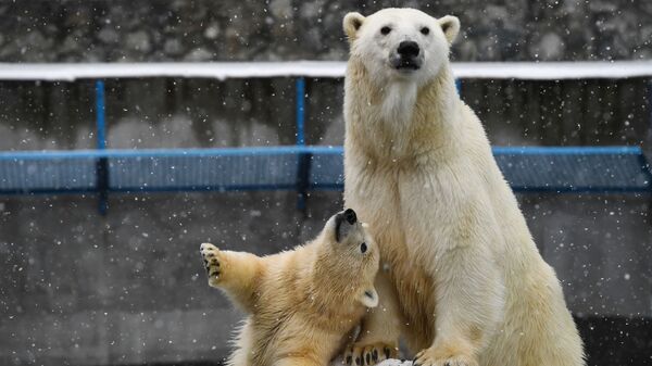 Polar bear Gerda and her cub at the Novosibirsk Zoo - Sputnik International