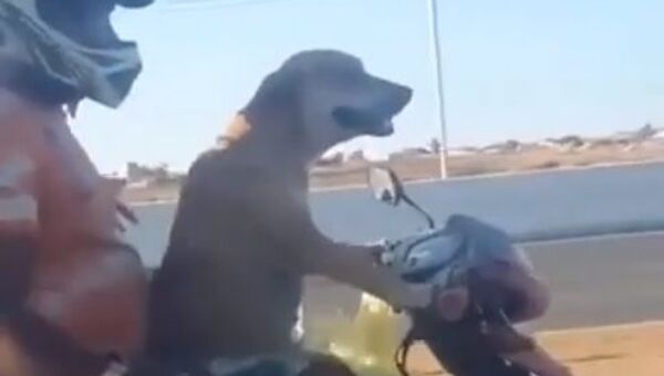 Dog riding motorcycle on a highway - Sputnik International