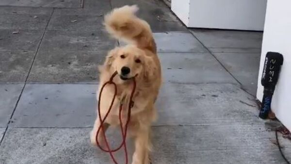 Dog going for a walk - Sputnik International